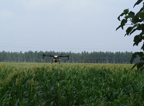 農田里的“戰(zhàn)斗機”——沙苑農場開展植保飛機防控玉米粘蟲災害