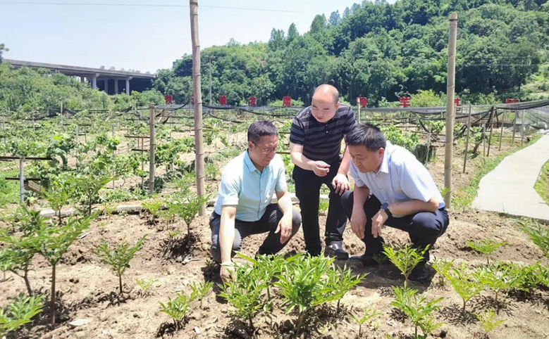 集團副總經(jīng)理王軍赴安康魔芋公司檢查指導工作